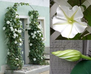 Mehtap sefası parfüm kokulu sarmaşık tohumu ipomoea alba