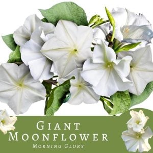 Mehtap sefası parfüm kokulu sarmaşık tohumu ipomoea alba