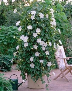 Mehtap sefası parfüm kokulu sarmaşık tohumu ipomoea alba