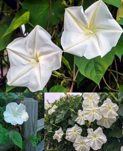 Mehtap sefası parfüm kokulu sarmaşık tohumu ipomoea alba