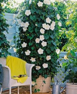 Mehtap sefası parfüm kokulu sarmaşık tohumu ipomoea alba