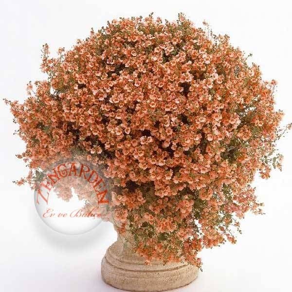 Somon renkli diascia tohumu sarkan çiçek