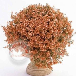 Somon renkli diascia tohumu sarkan çiçek