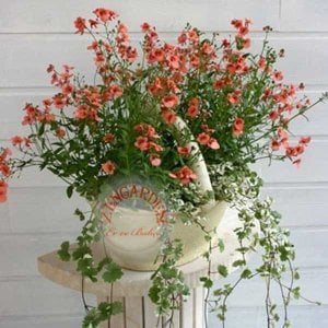 Somon renkli diascia tohumu sarkan çiçek