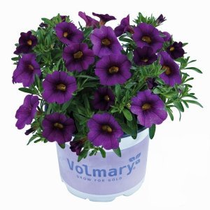 Sarkan mavi calibrachoa çiçeği milyon çanlar çiçeği calita compact 7 yada 9 cm saksıda