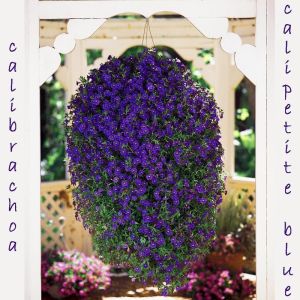 Sarkan mavi calibrachoa çiçeği milyon çanlar çiçeği calita compact 7 yada 9 cm saksıda