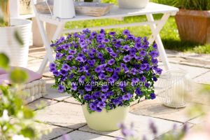 Sarkan mavi calibrachoa çiçeği milyon çanlar çiçeği calita compact 7 yada 9 cm saksıda