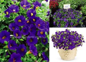 Sarkan mavi calibrachoa çiçeği milyon çanlar çiçeği calita compact 7 yada 9 cm saksıda