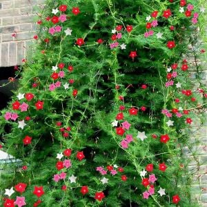 3 renk karışık servi sarmaşık tohumu ipomoea quamoclit cypress vine