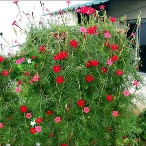 3 renk karışık servi sarmaşık tohumu ipomoea quamoclit cypress vine