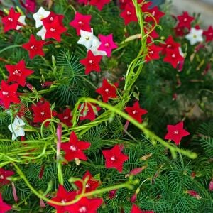 3 renk karışık servi sarmaşık tohumu ipomoea quamoclit cypress vine
