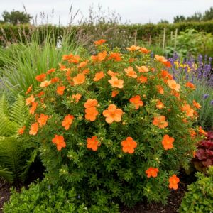 Hopleys Orange Potentilla fidanı beşparmakotu çalısı