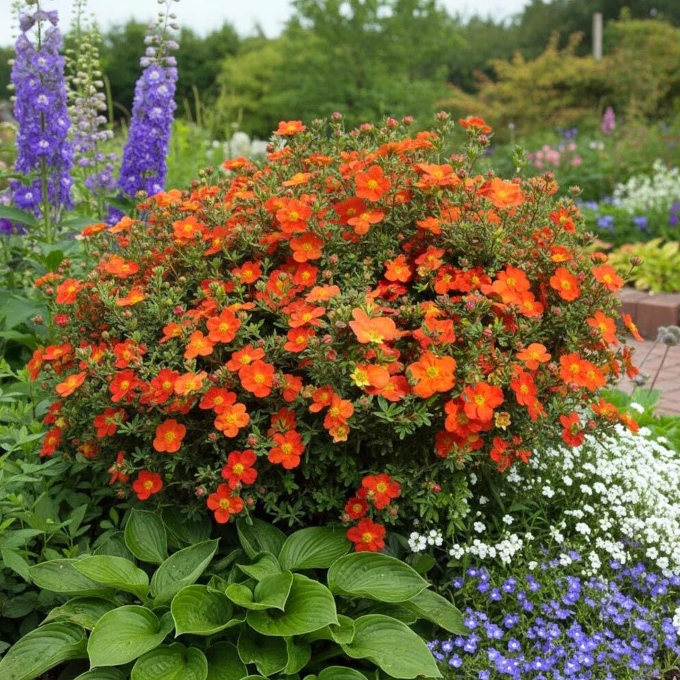Hopleys Orange Potentilla fidanı beşparmakotu çalısı