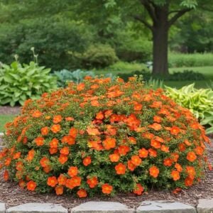 Hopleys Orange Potentilla fidanı beşparmakotu çalısı