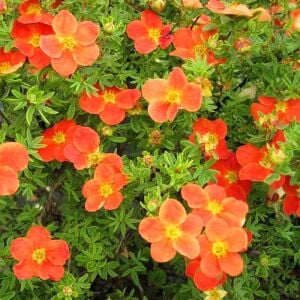Hopleys Orange Potentilla fidanı beşparmakotu çalısı
