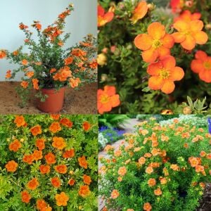 Hopleys Orange Potentilla fidanı beşparmakotu çalısı