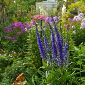 Mavi tonları veronica longifolia fidesi yavşan otu çiçeği