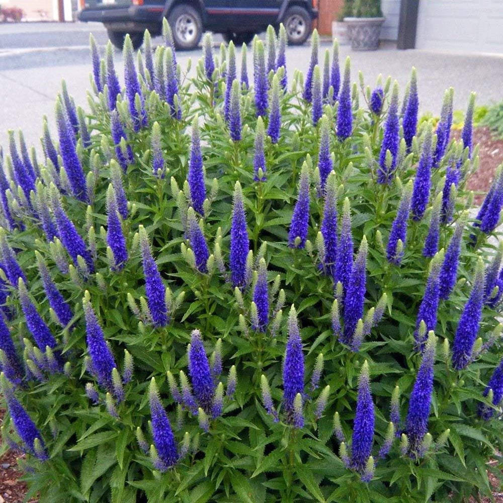 Mavi tonları veronica longifolia fidesi yavşan otu çiçeği