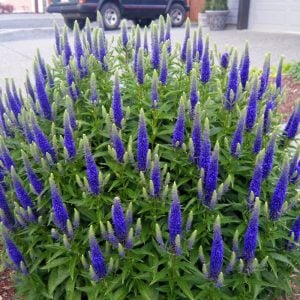 Mavi tonları veronica longifolia fidesi yavşan otu çiçeği