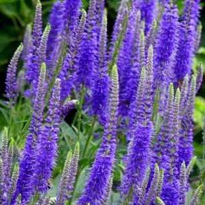 Mavi tonları veronica longifolia fidesi yavşan otu çiçeği