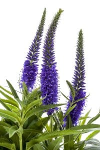 Mavi tonları veronica longifolia fidesi yavşan otu çiçeği