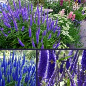 Mavi tonları veronica longifolia fidesi yavşan otu çiçeği