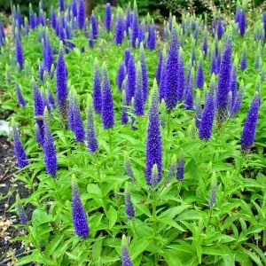 Mavi tonları veronica longifolia fidesi yavşan otu çiçeği