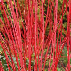 Kesselringii Kızılcık Çalısı saksıda yetişmiş ithal Cornus alba 'Kesselringii'