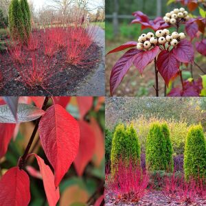 Kesselringii Kızılcık Çalısı saksıda yetişmiş ithal Cornus alba 'Kesselringii'