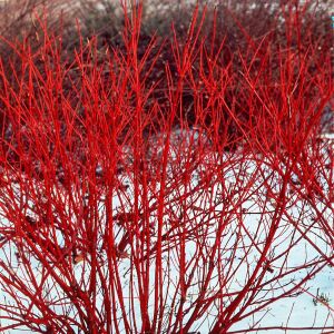 Kesselringii Kızılcık Çalısı saksıda yetişmiş ithal Cornus alba 'Kesselringii'