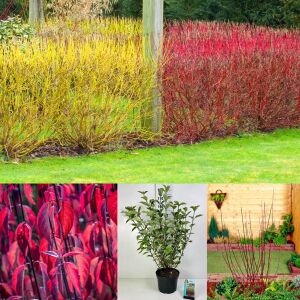 Kesselringii Kızılcık Çalısı saksıda yetişmiş ithal Cornus alba 'Kesselringii'