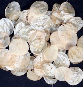 Lunaria tohumu sadakat sedef çiçeği honesty