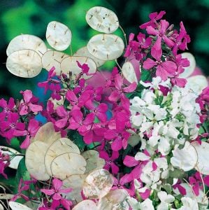 Lunaria tohumu sadakat sedef çiçeği honesty