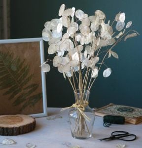 Lunaria tohumu sadakat sedef çiçeği honesty