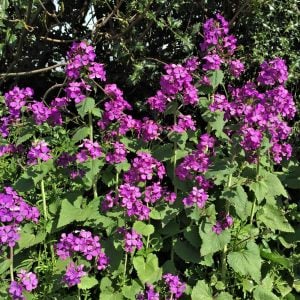 Lunaria tohumu sadakat sedef çiçeği honesty