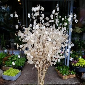 Lunaria tohumu sadakat sedef çiçeği honesty