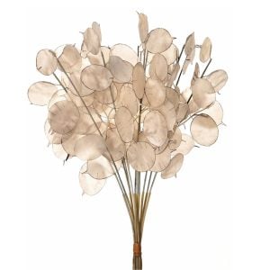 Lunaria tohumu sadakat sedef çiçeği honesty