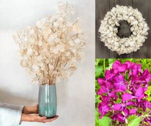 Lunaria tohumu sadakat sedef çiçeği honesty