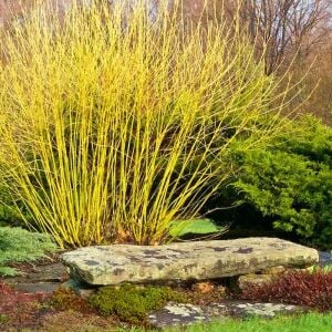 Flaviramea Kızılcık Çalısı saksıda yetişmiş ithal Cornus Flaviramea