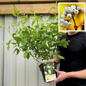 Flaviramea Kızılcık Çalısı saksıda yetişmiş ithal Cornus Flaviramea
