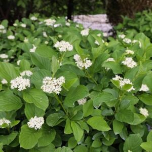 Flaviramea Kızılcık Çalısı saksıda yetişmiş ithal Cornus Flaviramea