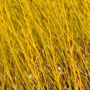 Flaviramea Kızılcık Çalısı saksıda yetişmiş ithal Cornus Flaviramea