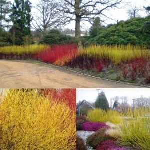 Flaviramea Kızılcık Çalısı saksıda yetişmiş ithal Cornus Flaviramea