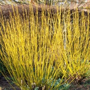 Flaviramea Kızılcık Çalısı saksıda yetişmiş ithal Cornus Flaviramea