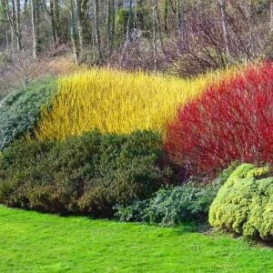 Flaviramea Kızılcık Çalısı saksıda yetişmiş ithal Cornus Flaviramea