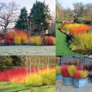 Flaviramea Kızılcık Çalısı saksıda yetişmiş ithal Cornus Flaviramea