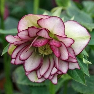 Double ellen picotee helleborus noel gülü çiçeği