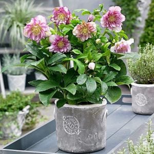 Double ellen picotee helleborus noel gülü çiçeği