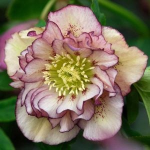 Double ellen picotee helleborus noel gülü çiçeği