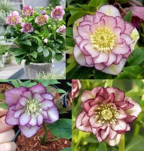 Double ellen picotee helleborus noel gülü çiçeği